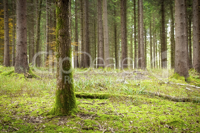 autumn forest