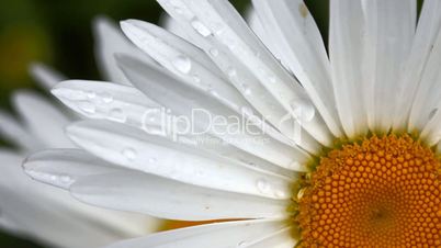 Daisy petals with raindrops.