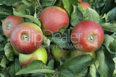 Apfel,Apfelbaum,reife Aepfel,apple