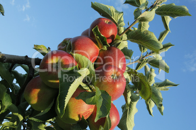 Apfel,Apfelbaum,reife Aepfel,apple