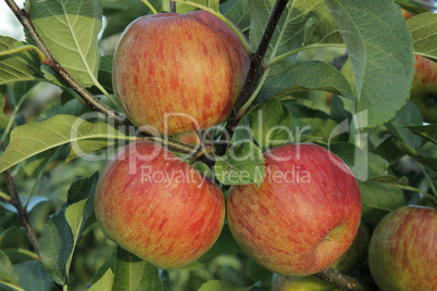 Apfel,Apfelbaum,reife Aepfel,apple