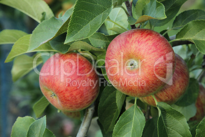 Apfel,Apfelbaum,reife Aepfel,apple