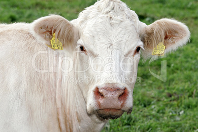 Charolais Rind