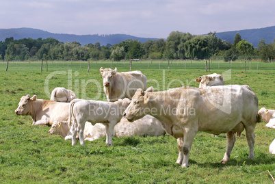 Charolais Rind