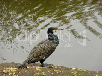 Brown cormorant