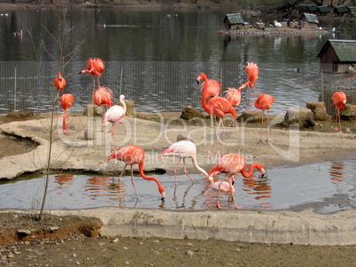 Flamingoes