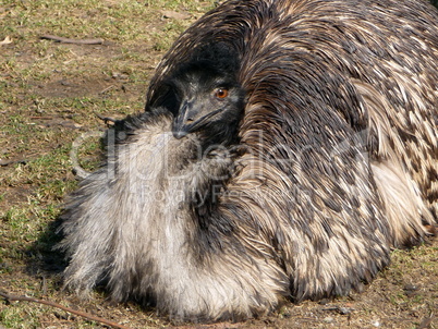 Emu ostrich