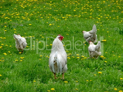 Hens on grass