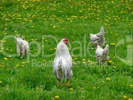 Hens on grass