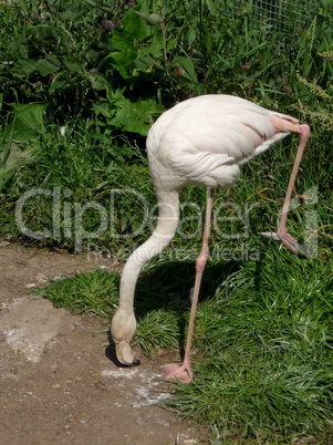 Pink flamingo