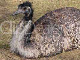 Ostrich emu