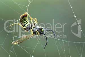 Wespe im Spinnennetz