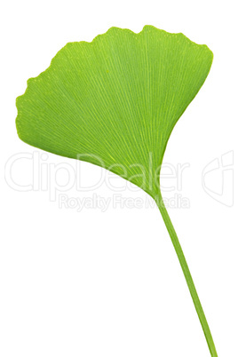 Ginkgo Biloba leaf