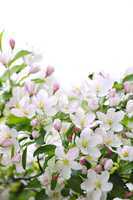 Apple blossoms background