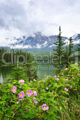 Wild roses and mountain lake in Jasper National Park