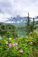 Wild roses and mountain lake in Jasper National Park