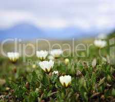 Alpine meadow in Jasper National Park