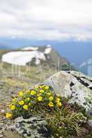 Alpine meadow in Jasper National Park