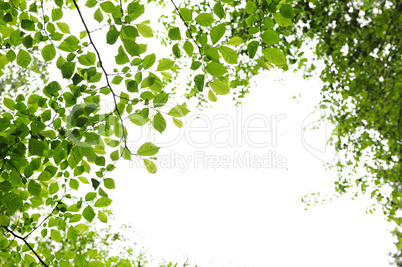 Green spring leaves on white background