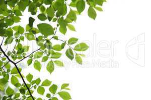 Green spring leaves on white background