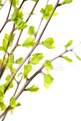 Branches with green spring leaves
