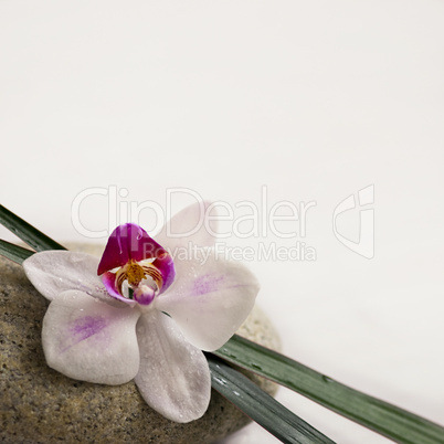 Orchidee und Stein