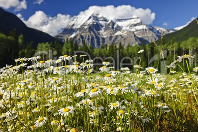 Daisies at Mount Robson provincial park, Canada