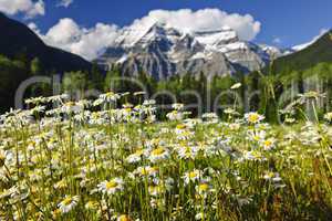 Daisies at Mount Robson provincial park, Canada