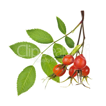 Branch with rose hips