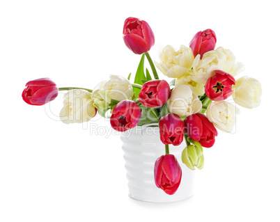 Red and white tulips