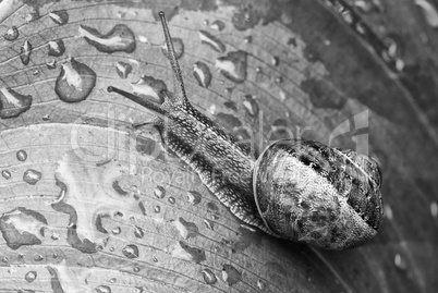 Snail moving in a Garden