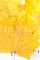 gelbe Blätter
