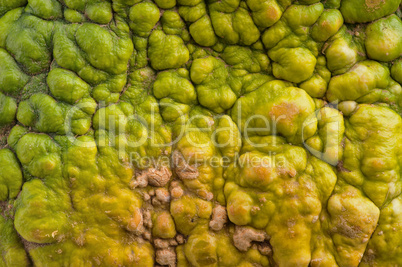 Background of colourful pumpkin.