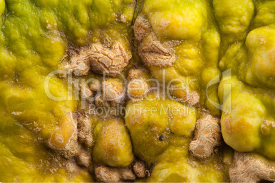 Background of colourful pumpkin.