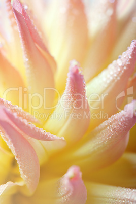 Dahlia flower with dew drops