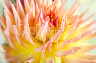 Dahlia flower with dew drops