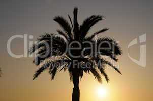 Palme mit Morgensonne
