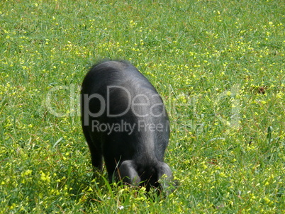 Schwarzes Schwein auf Mallorca