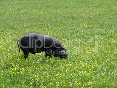 Schwarzes Schwein auf Mallorca