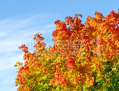 Bunte Herbst Farben - Colourful Autumn