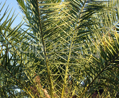 Palme - Palm Detail