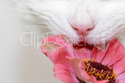Katze und Blume