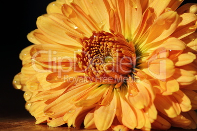 Blume in orange