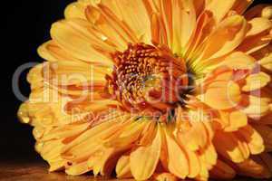 Blume in orange