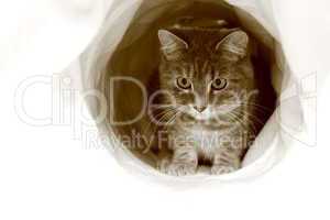 Katze mit Tunnelblick