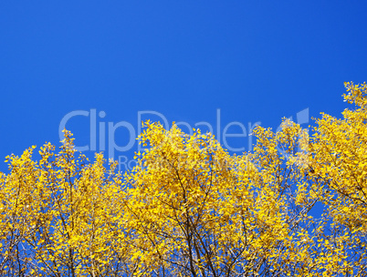 Yellow and Blue - Beautiful Indian Summer