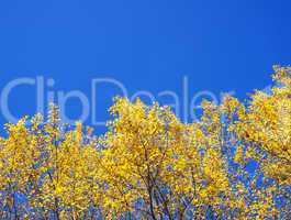 Yellow and Blue - Beautiful Indian Summer