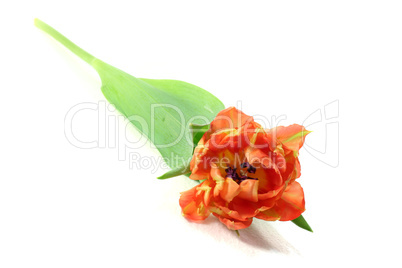 Tulpe