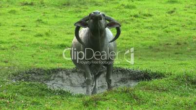 agressiv water buffalo ox comes close
