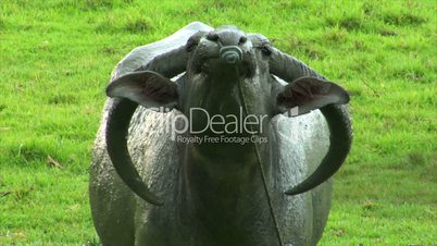 agressiv water buffalo ox close up